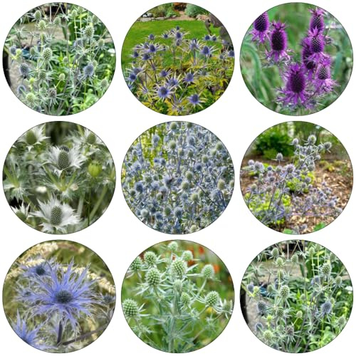 kugeldistel - Eryngium planum indoor kräutergarten heilkräuter wildkräuter blumendeko wildblumen balkonblumen zimmerbonsai bonsai schnittblumen pflanzensamen exotisch kräutersamen 350samen