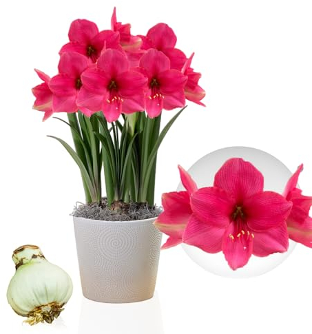 Bulbi di Amaryllis Pink Surprise - 1 bulbi fiori in grande formato 26/30 - Piante e fiori esclusivi dall'Olanda - Autentici Hippeastrum (senza semi, senza cera e non artificiali)
