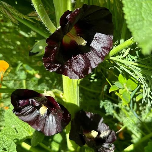 semi di malvarosa, malvarosa da recisi semi di tappezzanti, all'inverno d'appartamento rare da primaverili, 160semi