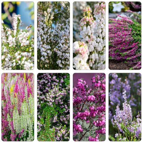 Heidekraut kräutersamen blumengarten wildkräuter gartensamen frühlingsblumen blumenwiesensaat pflanzensamen zimmerpflanzen herbstpflanzen winterhart blühend wildblumen balkonblumen 300samen
