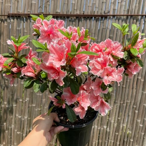 Semillas de azalea - Rododendro variedades tradicionales de interior jardín trepadoras exterior en la decoración la oficina interior 30pcs