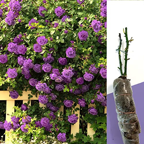 1 Gorgeous Fragrant Purple Climbing Rose Bare Rooted Plant Bush Shurb Trellises Outdoor Landscape Aroma Flowers Archway Garden Fences Pergola