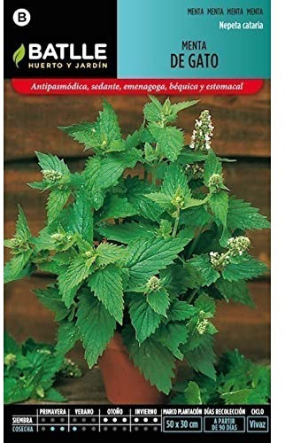 SEMILLAS MENTA DE GATO