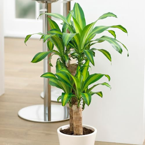 YouGarden Dragon Tree Houseplant, Established Dracaena fragrans 'Yellow Coast' in 17cm Pot, Houseplants for Homes and Offices, Easy Care Indoor Plants, Supplied as Established Plant