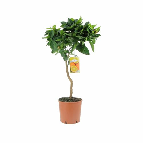 KENTIS - Citrus Sinensis - Süßorangenbaum - Obstbaum für Garten und Balkon - H 70-80 cm, Topf Ø 20 cm