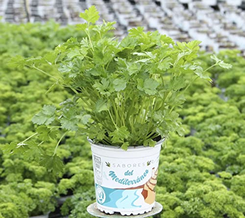 Planta Aromática para Cocinar Perejil Natural para Cocina, Terraza y Jardín