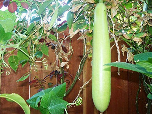 Germinazione dei Semi: Zucca Bottiglia Lauki Lunga Estate Opo Squash 20 Semi freschi Non trattati