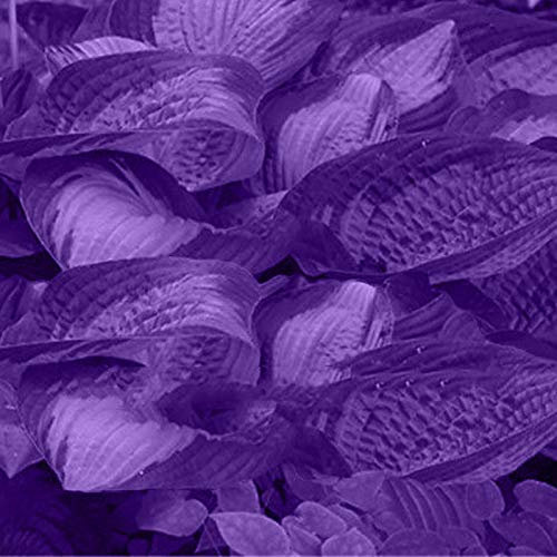 Benoon Semi Di Hosta, 1 Sacchetto Di Semi Di Hosta Estetici Facili Da Coltivare 3 Colori Di Semi Di Fiori Naturali Per Giardino Viola Semi di Hosta