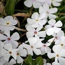 Phlox-Mountain- Linanthus grandiflorus- 200 grani