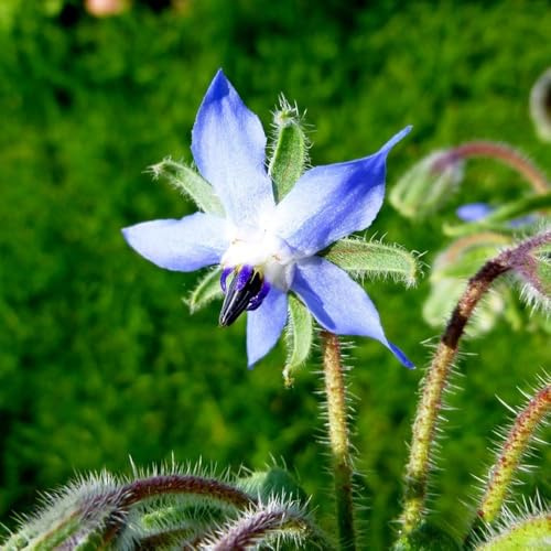 semillas de borraja Árboles para el jardín, coloridos. plantas resistentes en macetas, semillas de árboles Maceta bonsái, plantas resistentes para el jardín bonsái, exterior balcón, 200pcs