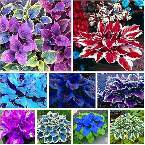 Schattenverträgliche und pflegeleichte Funkie/Bunte Blätter/Ein Muss für Anfänger-4 PCS-J