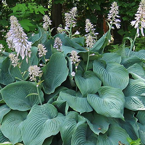 6 x Hosta 'Blue Angel' - Perenni Vaso 9cm x 9cm