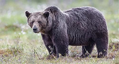 YINGXIN88 Puzzles für Erwachsene 2000 Teile - Braunbär - 2000 Teile Puzzles für Erwachsene und Kinder Lernspiele Heimdekoration Buntes Puzzle-70x100cm