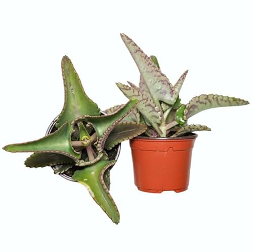 Plantas de Kalanchoe Daigremontiana - DECOALIVE Set de 2 Plantas Naturales - Plantas Medicinales