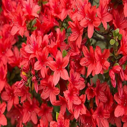 100 graines de fleurs d'azalée rouge