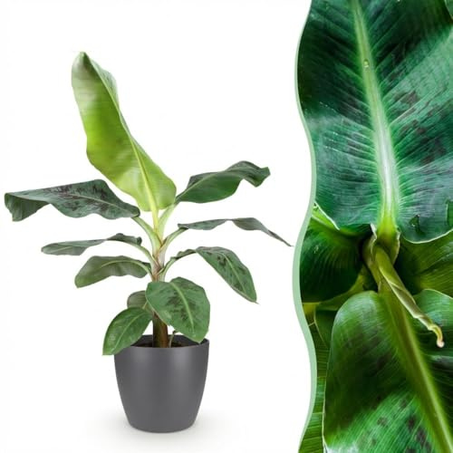 Banano Musa Dwarf Cavendish con Vaso Grigio, Interno, Verde, H 70-75cm