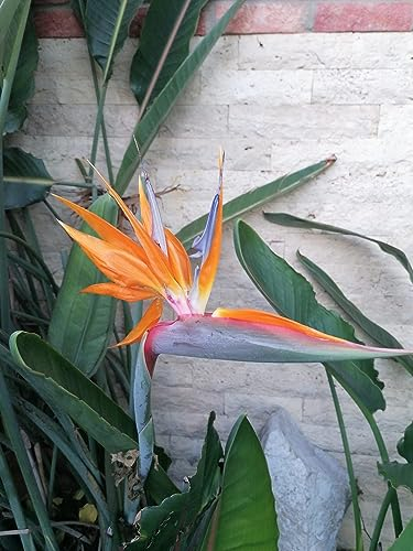 10 Samen Paradiesvogelblume Strelitzia reginae, Kübelpflanze