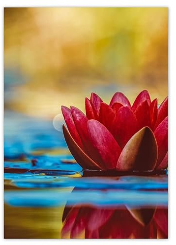 Wandsticker Deko Fotosticker 50x70cm Seerose Blume Wasser Nr. H3633