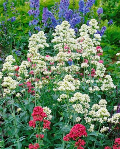 Centranthus ruber 'Albus' 9x9 cm Topf – Winterhart, Mehrjährig, Pflegeleicht – Spornblume (Rote Spornblume) – Staude für Beet & Steingarten