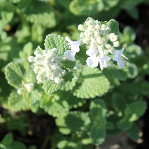 6x Garten-Katzenminze 'Snowflake' - Nepeta racemosa 'Snowflake' - Topf 9x9cm - Weißblühende Staude
