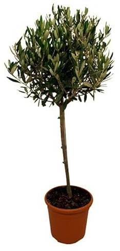 Olivo - Árbol Natural de Gran Elegancia para tu Patio