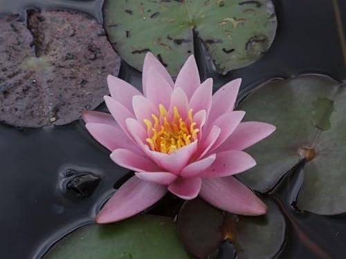 Ninfea 'Rosennymphe' – Pianta Acquatica Viva a Radice Nuda Fiore Rosa Chiaro a Coppa – Varietà Rustica per Laghetti, Vasche e Stagni – Coltivata in Italia – Fioritura Estiva