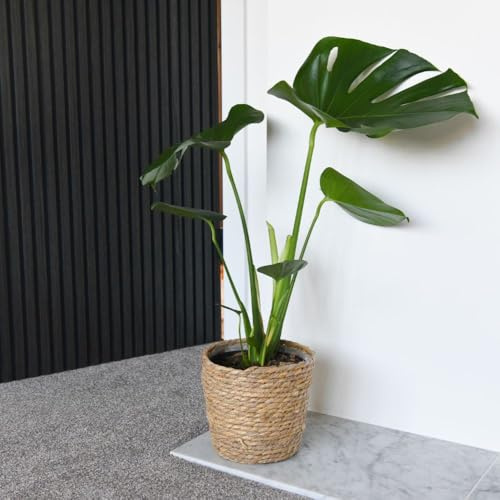Monstera Deliciosa Swiss Cheese Plant 13cm Pot - Striking Architectural Houseplant with Iconic Split Leaves, Perfect for Bright Rooms - Thompson & Morgan