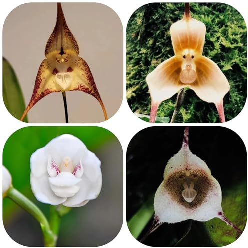semi di orchidea testa di scimmia - giardino perenni resistenti decorativi tappezzanti esterni 200pcs