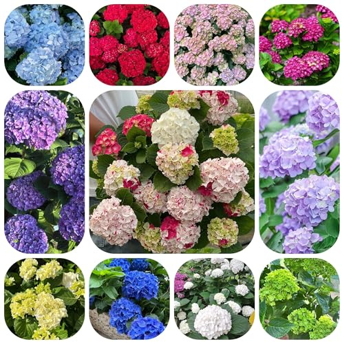 comprar semillas de hortensia, jardín de regalos para los amantes la orgánicas Siembra otoñal Decoración para exteriores jardín 350pcs