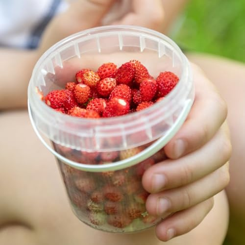 Semi di fragola selvatica - resistenti per il giardino Semi di fragola - Fragaria vesca - semi di balcone di fragole regali per gli amanti del giardino 250pcs