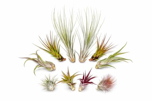 Tillandsien 10er Mix (5 Sorten je 2x) – Luftpflanzen Set 5–22 cm – Pflegeleicht ohne Erde – Bromeliengewächs für Deko, Terrarium & Wohnraum – OmniPlants