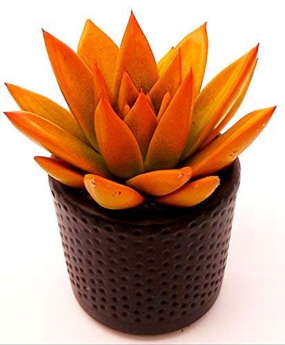 POWERS TO FLOWERS - ECHEVERIA ARANCIONE MINI, CACTUS COLORATI IN VASO CERAMICA NERO, pianta vera