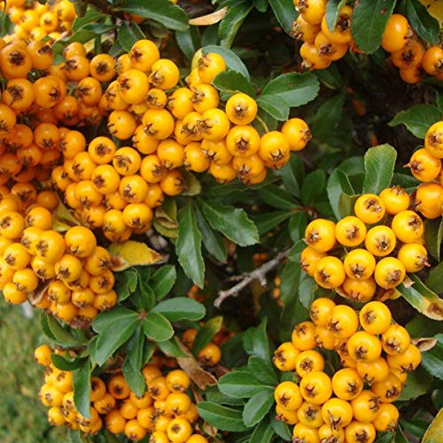 Feuerdorn 'Teton' - Pyracantha 'Teton' - 30-40 cm Topf - Orange Beeren und Dornen