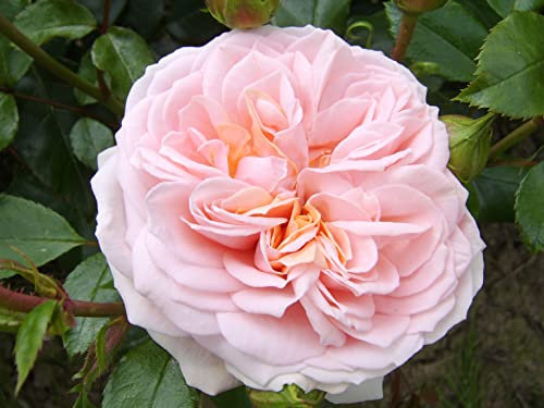 'Joie de Vivre' Floribunda Rose - Soft Pink Blooms - Repeat Flowering - Fragrant - 4lt Potted