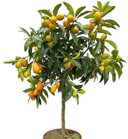 Naranjo Cherry de Exterior Natural Disfruta de Kumquats en tu Terraza o Jardín