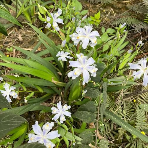 Semillas de iris, Iris tectorum, perenne Los lirios son perennes resistentes, exóticas de silvestres 350pcs