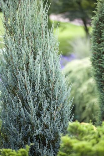 Juniperus scopulorum 'Blue Arrow' 80–100 cm – Winterhart, Immergrün, Pflegeleicht – Säulenwacholder – Heckenpflanze für Garten & Sichtschutz