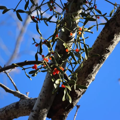 Semillas de muérdago - semillas de medicinales Viscum coloratum - arbustos verdes resistentes en y setos y arbustos raras jardín 100pcs