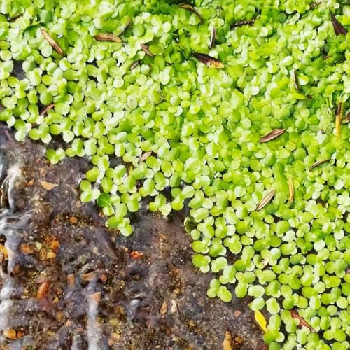 Semillas de lenteja de agua - productos sostenibles acuario variedades antiguas acuáticas verdes jardín estanque Regalos para los amantes la 100pcs