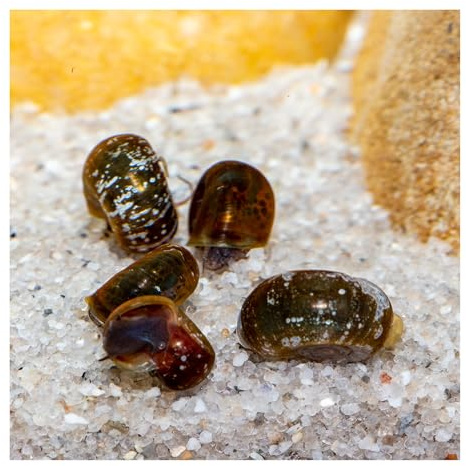 5 x Marmorierte Posthornschnecke, Aquariumschnecke, Algenfresser | Reinigungscrew, Süßwasser, kleinbleibend in Teich und Aquarien, Kalt- und Warmwasser, pflegeleicht, robust, Planorbella duryi