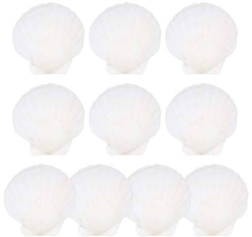 HOMSFOU Natural Scallop Shells Set 10 Pcs Large White Seashells for Diy Crafts Candle Making Home Decor Wedding Ornaments 2.75X2.75X0.04In
