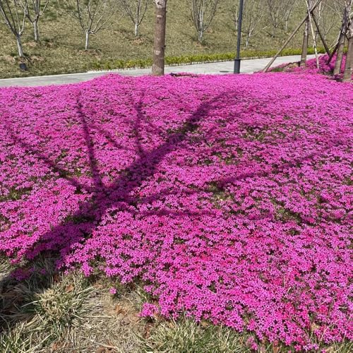 Phlox de alfombra - flox subulata decoración silvestres de balcón verano decoraciones jardín para exteriores semillas decorativa semillas exóticas 600pcs