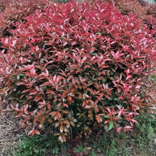Semillas de Photinia Camas elevadas el jardín cortadas resistentes pleno sol Cobertura resistente jardín de 300pcs