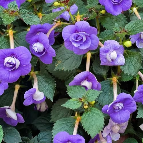 achimenes - achimenessamen zimmerbonsai minigarten zierblumen für sonnige plätze balkon blumenwiese topfblumen kletterpflanzen steingartenpflanzen gartenblumen balkonpflanzen 800samen
