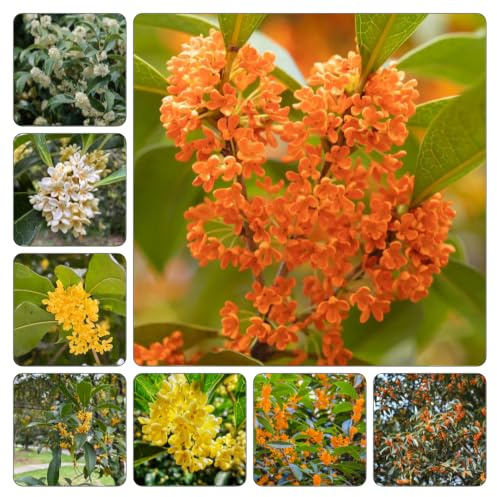 Osmanthus Fragrans - decorazione d'appartamento balcone rialzato letto giardino 3piante
