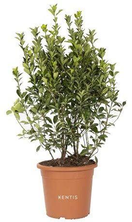 Euonymus Japonicus - Evonyme japonais - Plantes de haie d'extérieur - Vraies Plantes Vertes Naturelles de Jardin Résistantes - H 60-80 cm Pot Ø 24 cm