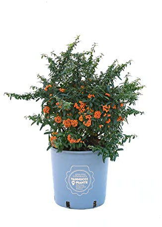 Vannucci Piante - Pyracantha 'Navaho', pianta vera in vaso, da esterno
