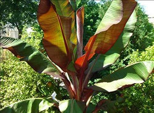 Red Abyssinian Ensete Maurelii Tropical Banana Tree Plant Retro Metal Sign Farm Home Party Wall Decoration 12x8 Inch, Multicolor