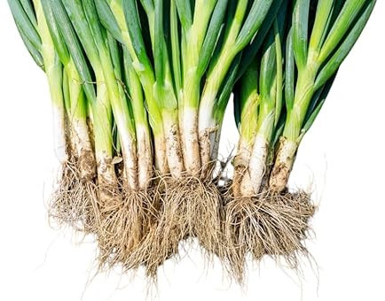 Welsh Onion Seeds Fresh Salad Vegetables Planting sow Grow Garden, Pack of 350