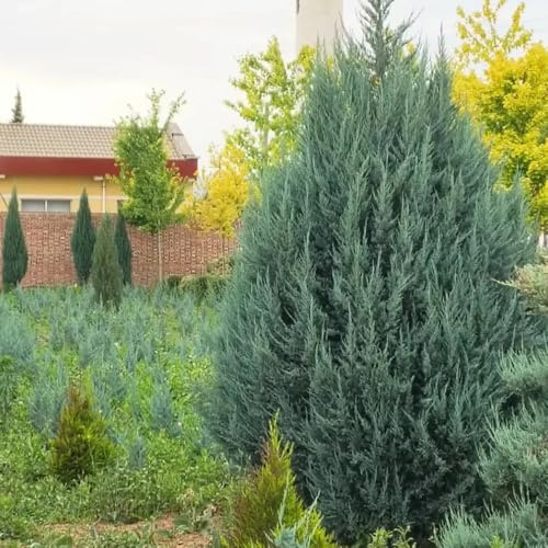 semi resistenti di cipresso - appartamento purificano esterno vecchie varietà giardino interno 200pcs
